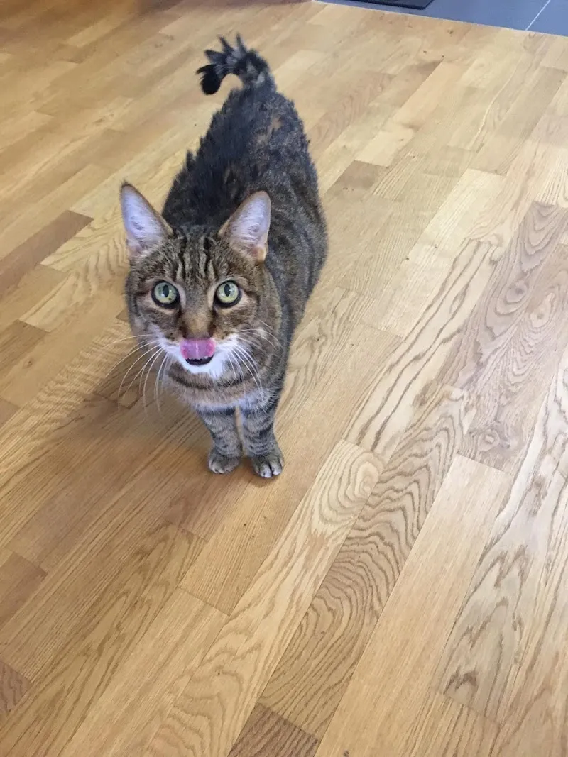 Catsitter Bern Professionelle Katzenbetreuung — Katzenpension, Muri bei Bern, Bern. Foto 2