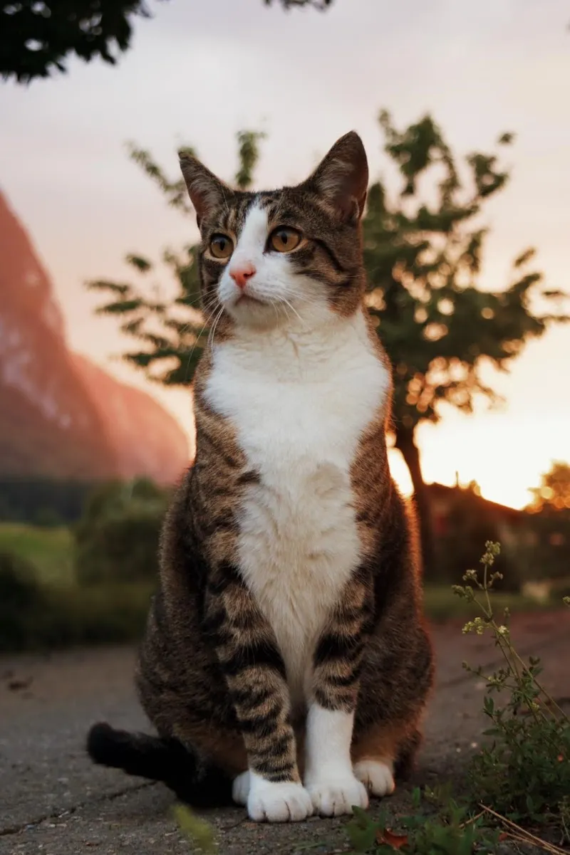 Catsitter Bern Professionelle Katzenbetreuung — Katzenpension, Muri bei Bern, Bern. Foto 3