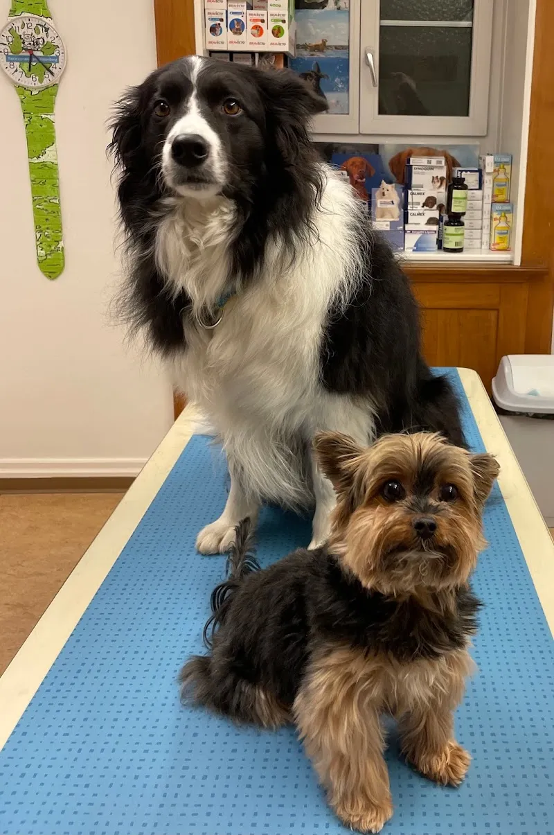 Kleintierpraxis Lindenhof St.Gallen — Vétérinaire, St. Gallen, Saint-Gall. Foto 3