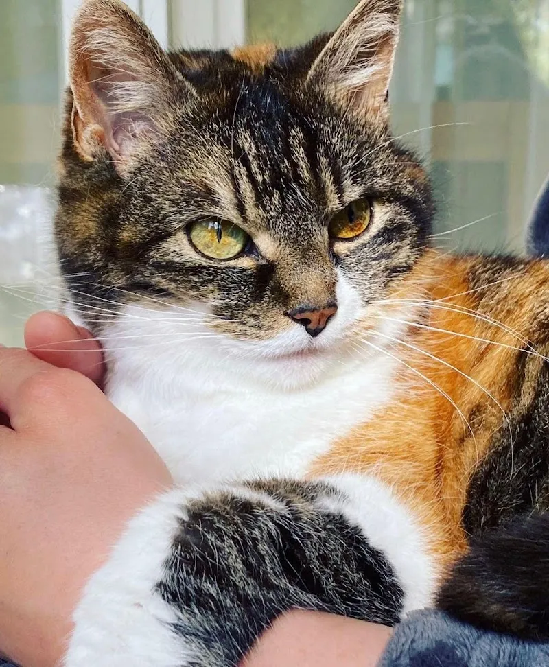 MeikoVet Kleintierpraxis St. Gallen — Tierarzt in St. Gallen, St. Gallen. Bewertung 4.9/5.