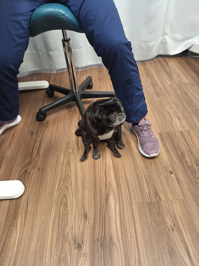 MeikoVet Kleintierpraxis St. Gallen — Vétérinaire, St. Gallen, Saint-Gall. Foto 2