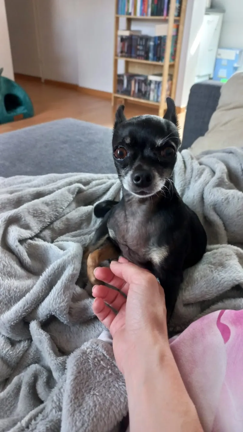 MeikoVet Kleintierpraxis St. Gallen — Vétérinaire, St. Gallen, Saint-Gall. Foto 3