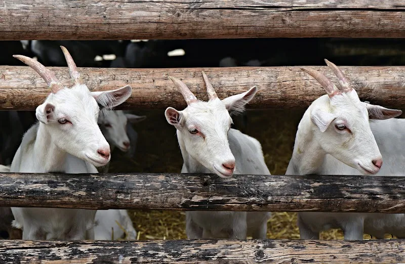 Praxis Squilat Tierhomöopathie Eva Schläpfer — Service animalier, Trogen, Appenzell Rhodes-Extérieures. Foto 3
