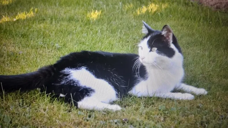 Tierarztpraxis Im Bad AG — Vétérinaire, Heiden, Appenzell Rhodes-Extérieures. Foto 2