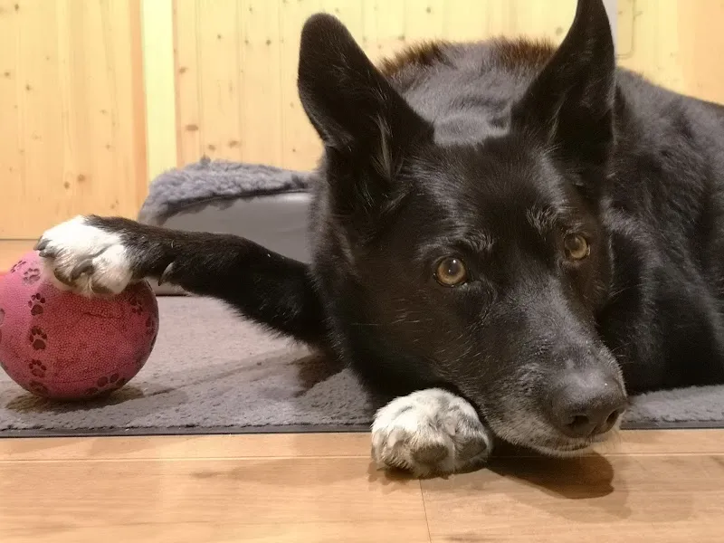 Tierarztpraxis Im Bad AG — Vétérinaire, Heiden, Appenzell Rhodes-Extérieures. Foto 3