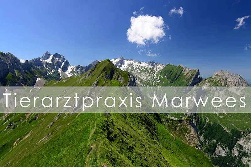 Tierarztpraxis Marwees AG — Tierarzt in Appenzell, Appenzell Innerrhoden. Bewertung 5.0/5.