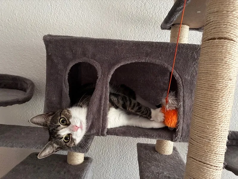 CrazyCat Catsitting Muri — Katzenpension in Zollikofen, Bern. Bewertung 5.0/5.