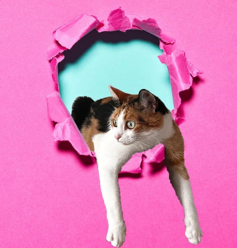 CrazyCat Catsitting Muri — Katzenpension, Zollikofen, Bern. Foto 2