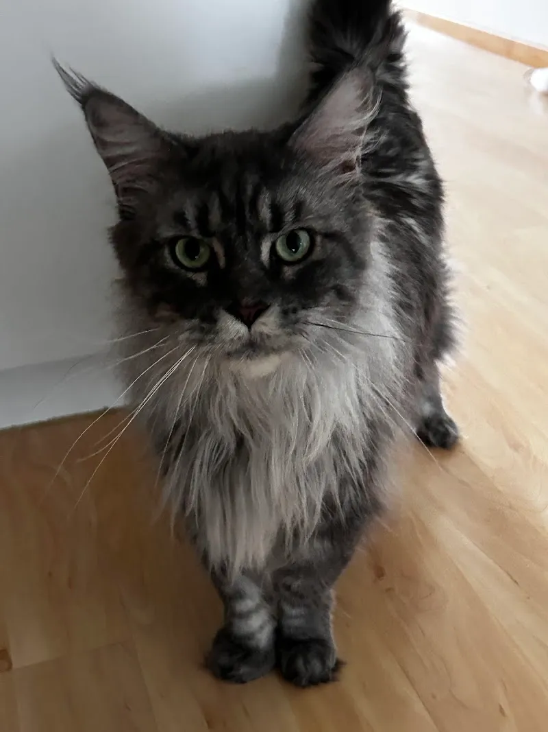 CrazyCat Catsitting Muri — Katzenpension, Zollikofen, Bern. Foto 3