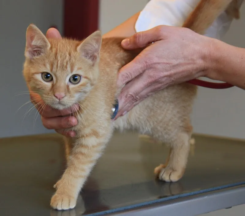 Tierklinik Appenzell AG — Vétérinaire, Appenzell, Appenzell Rhodes-Intérieures. Foto 3