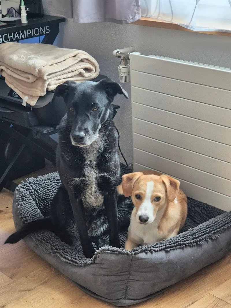 Tierklinik Lindenhof AG — Vétérinaire, Bischofszell, Thurgovie. Foto 3