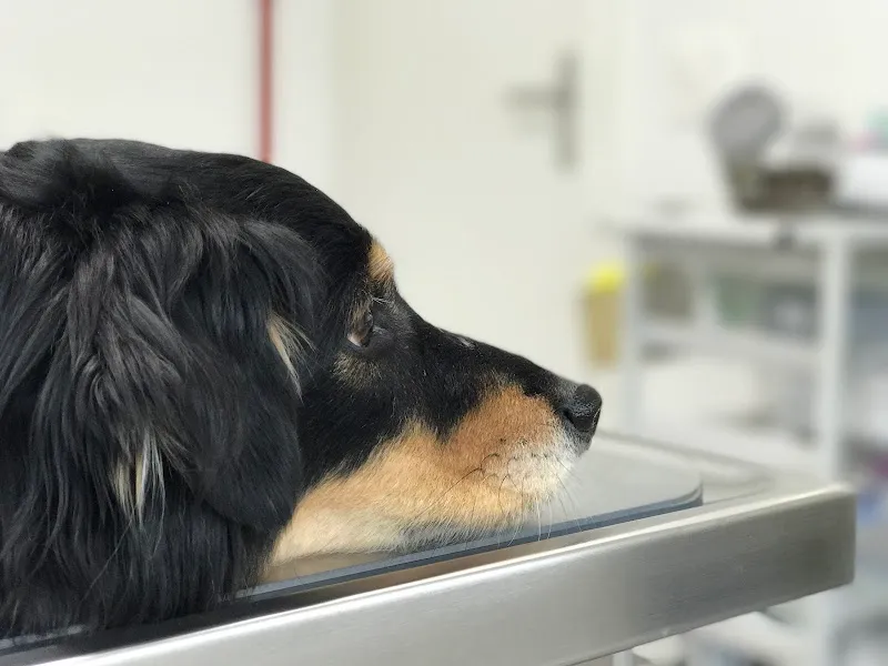 Tierträume AG — Tierarzt, Gossau, St. Gallen. Foto 2