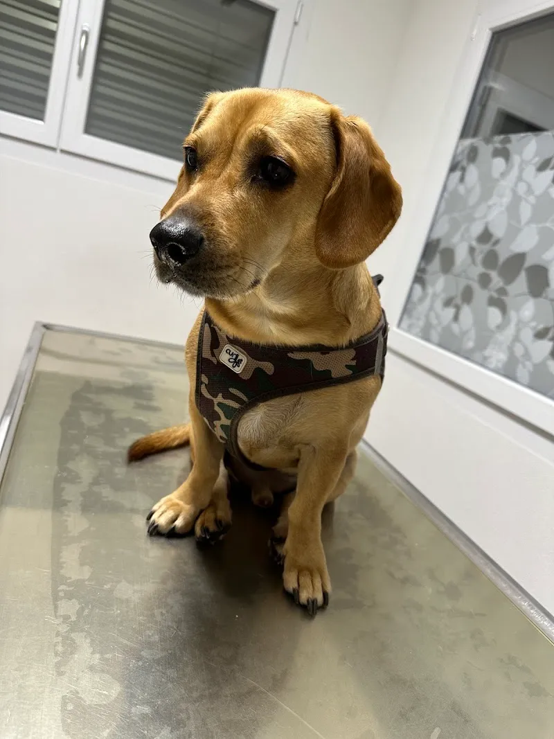 Tierträume AG — Tierarzt, Gossau, St. Gallen. Foto 3