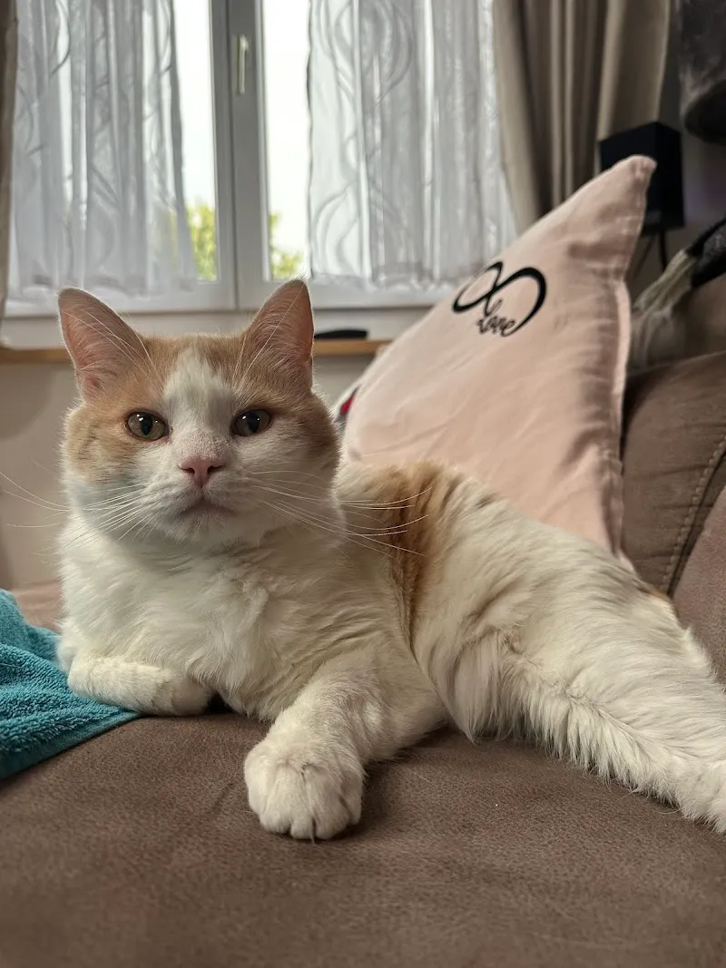 VetTrust Kleintierklinik am Damm Gossau — Veterinarian, Gossau, St. Gallen. Foto 2