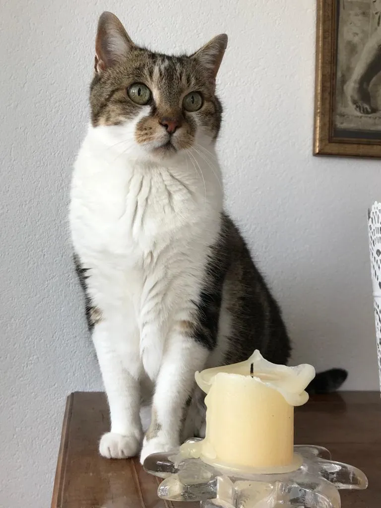 VetTrust Kleintierpraxis St. Gallen Ost — Vétérinaire, St. Gallen, Saint-Gall. Foto 2