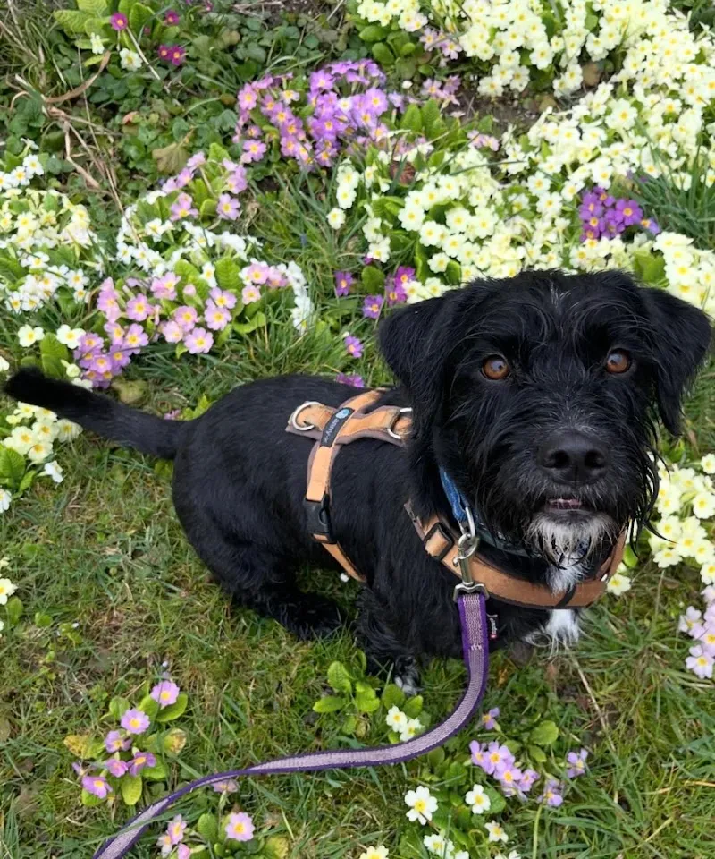 DOGSCOCOON — Katzenpension in Busswil bei Büren, Bern. Bewertung 4.8/5.