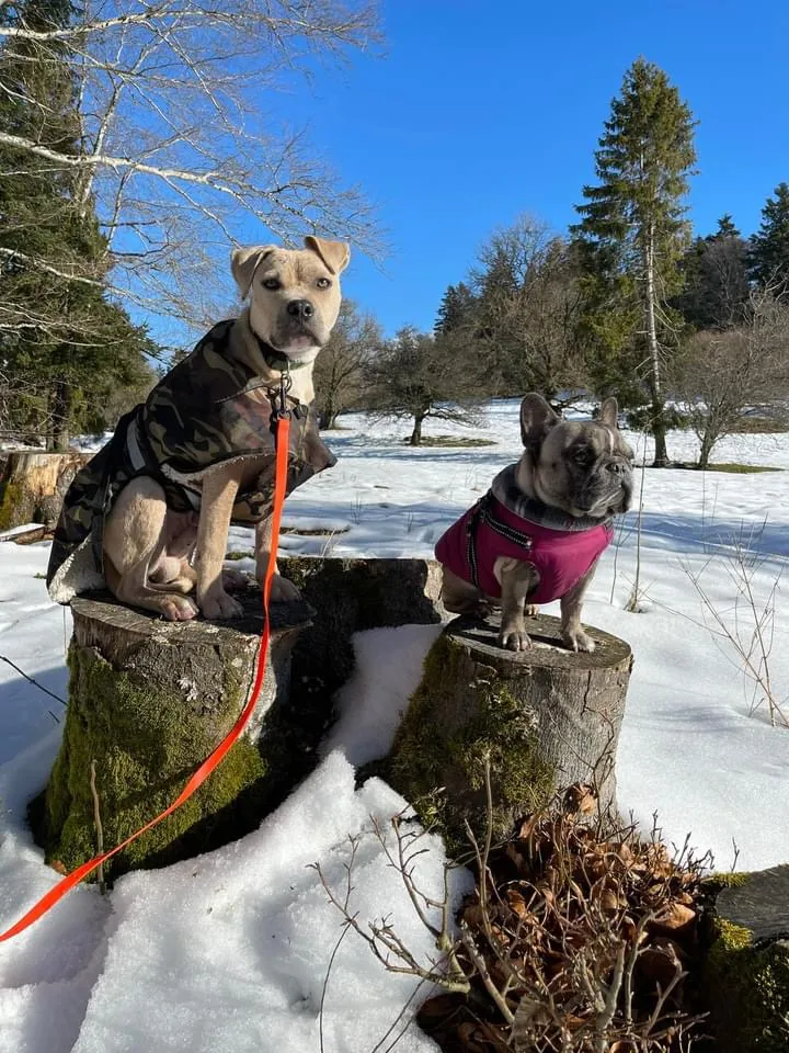 DOGSCOCOON — Pet Service, Busswil bei Büren, Bern. Foto 2