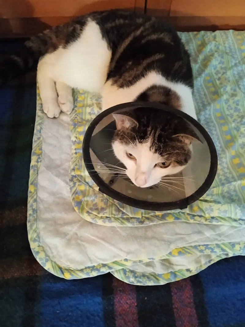 Kleintierpraxis Dr. med. vet. Ana Braun — Tierarzt in Bischofszell, Thurgau. Bewertung 4.9/5.