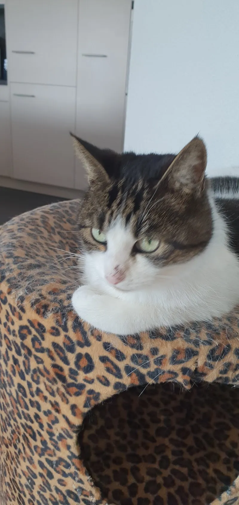 Kleintierpraxis Dr. med. vet. Ana Braun — Tierarzt, Bischofszell, Thurgau. Foto 2