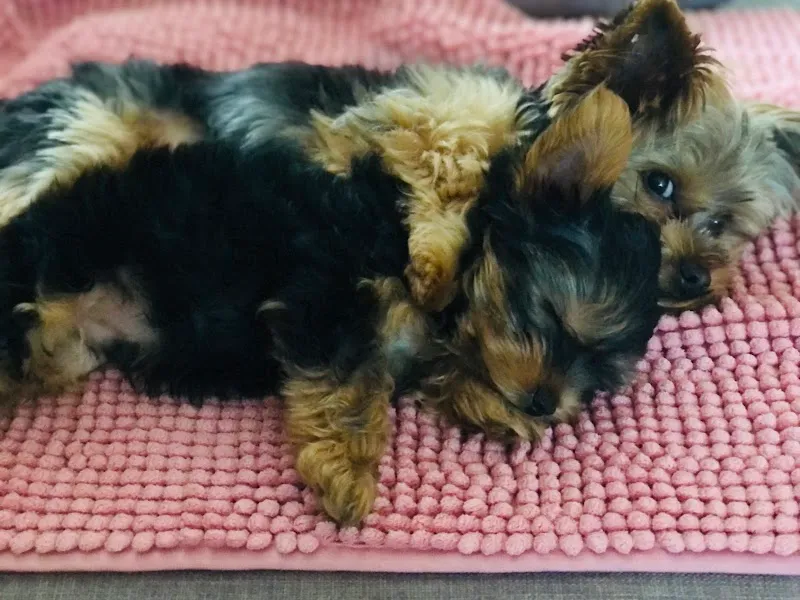 Kleintierpraxis Dr. med. vet. Ana Braun — Tierarzt, Bischofszell, Thurgau. Foto 3