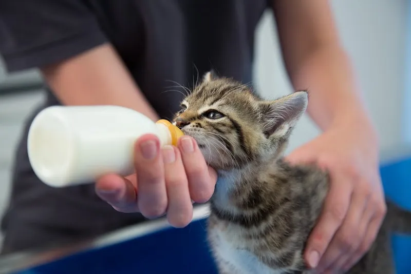 Tierärzte Büchel + Schenk AG — Tierarzt in Oberriet, St. Gallen. Bewertung 4.9/5.