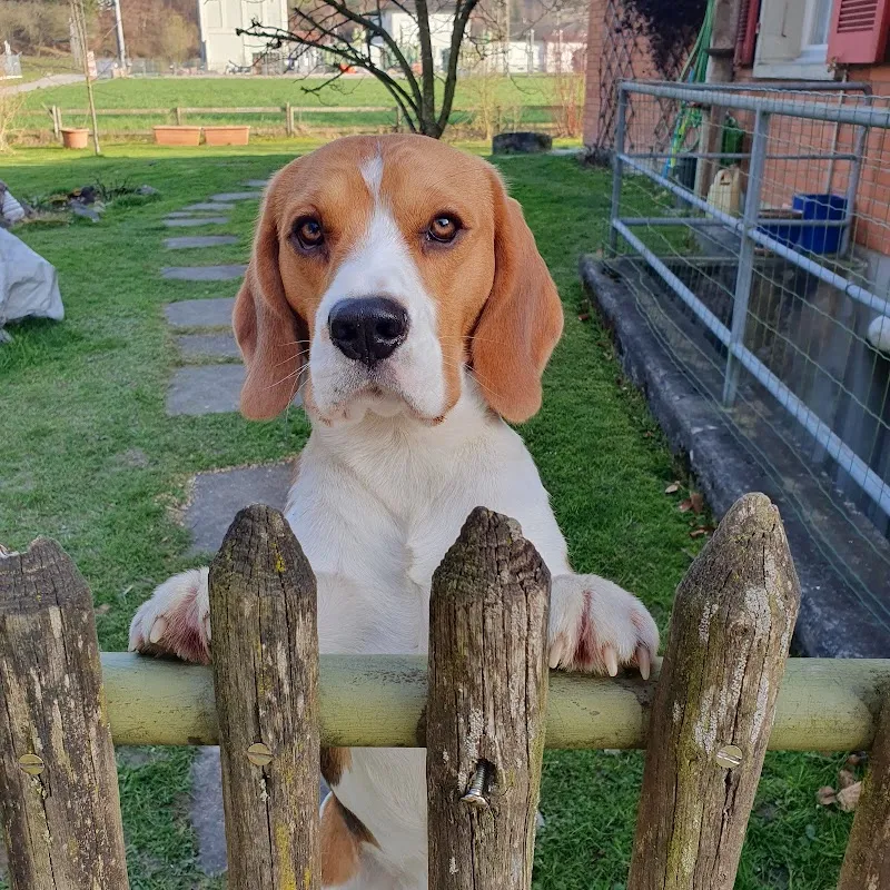 FellnasenZeit — Katzenpension in Wynigen, Bern. Bewertung 5.0/5.