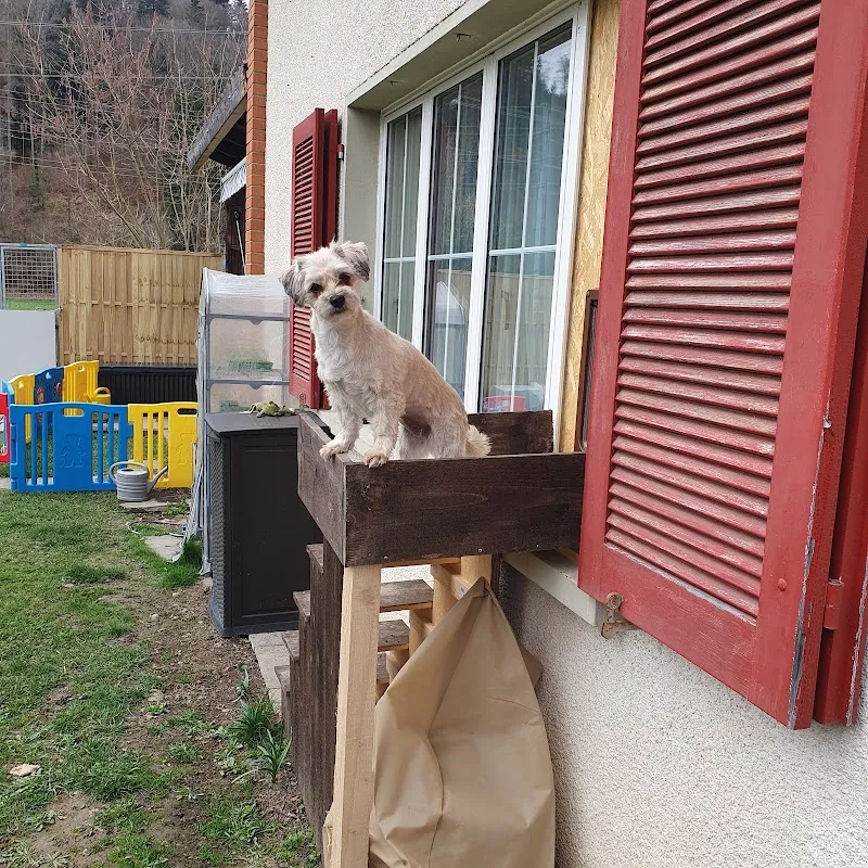 FellnasenZeit — Katzenpension, Wynigen, Bern. Foto 2