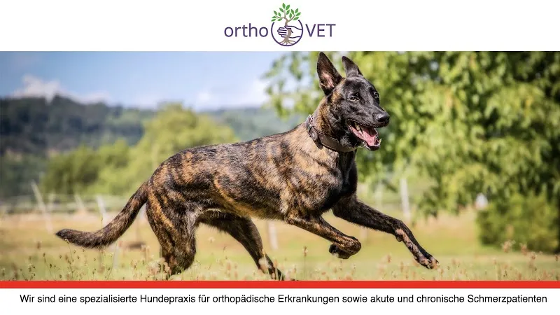 Hundepraxis orthoVET - Tierarzt Dr. med. vet. Patrick Blättler Monnier — Tierarzt in Frenkendorf, Basel-Landschaft. Bewertung 4.4/5.
