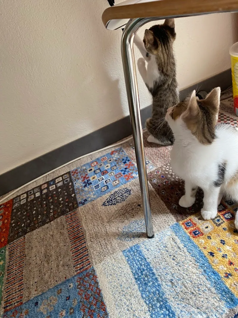 Judith Hess - Oberdorf — Tierarzt in Oberdorf, Basel-Landschaft. Bewertung 4.9/5.