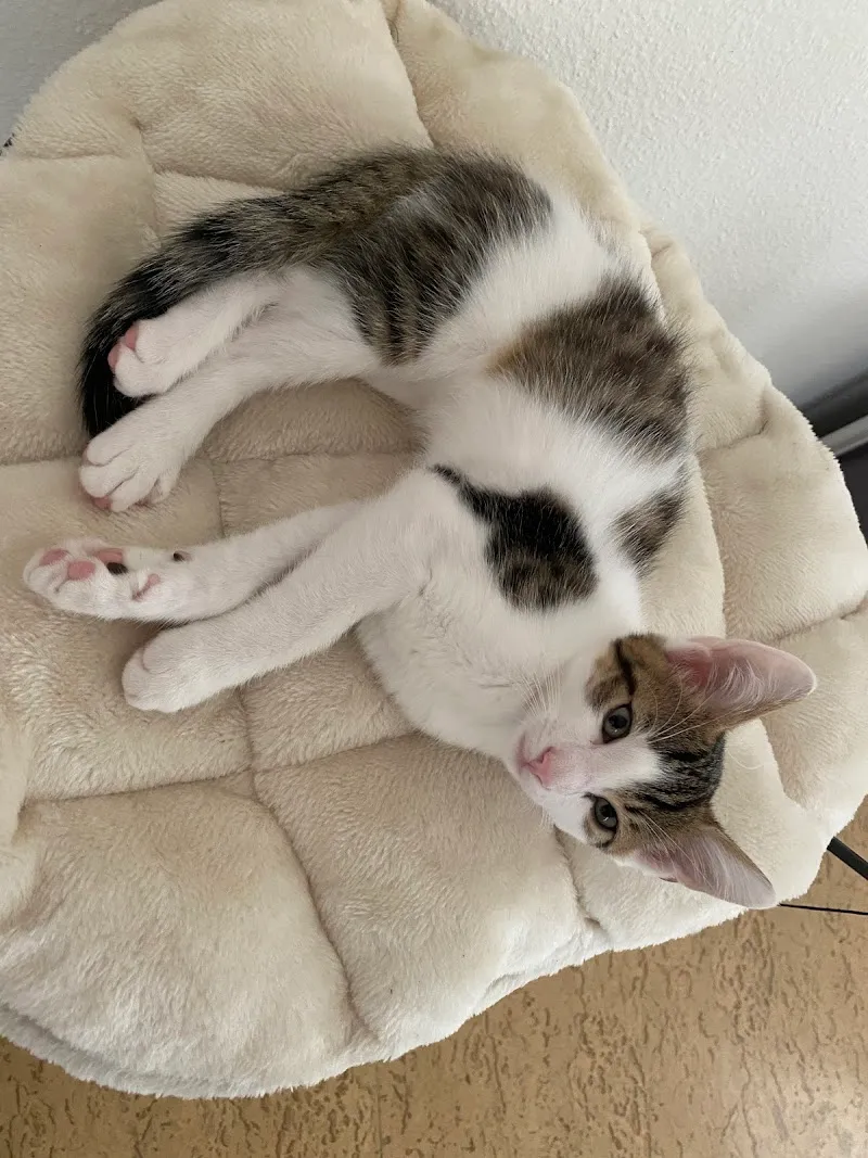 Judith Hess - Oberdorf — Tierarzt, Oberdorf, Basel-Landschaft. Foto 3