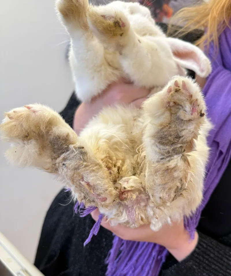 Kleintierpraxis Animal House AG — Tierarzt in Therwil, Basel-Landschaft. Bewertung 4.6/5.