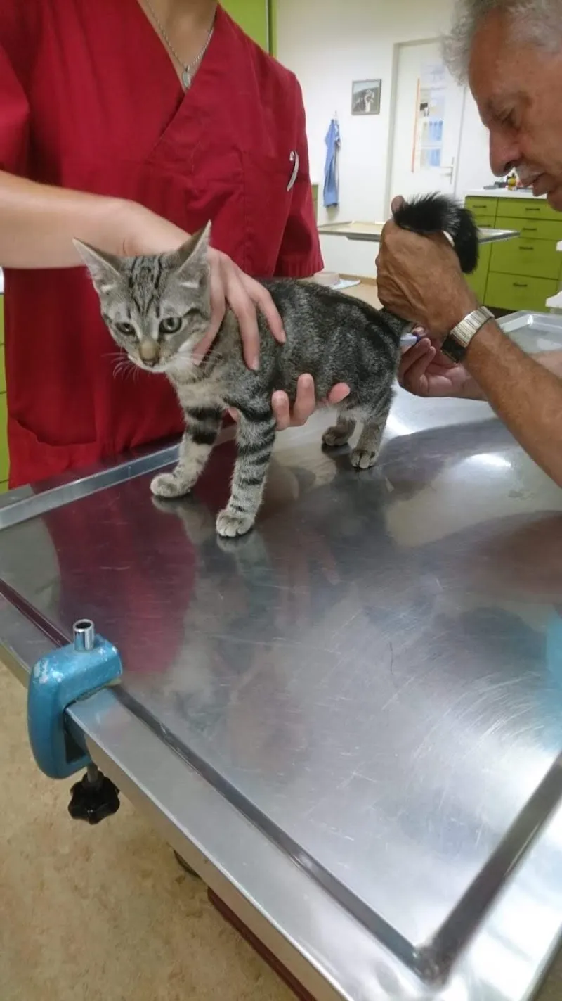 Kleintierpraxis Bachgraben - Allschwil — Tierarzt in Allschwil, Basel-Landschaft. Bewertung 4.7/5.