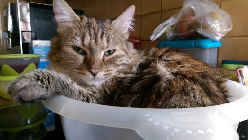 Kleintierpraxis Bachgraben - Allschwil — Vétérinaire, Allschwil, Bâle-Campagne. Foto 2