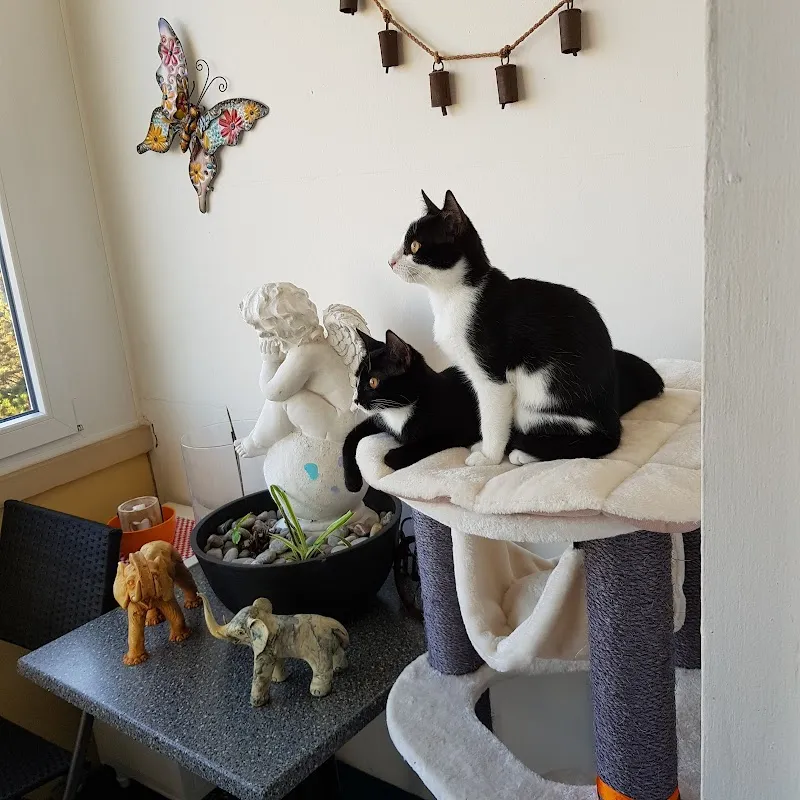 Kleintierpraxis Bachgraben - Allschwil — Vétérinaire, Allschwil, Bâle-Campagne. Foto 3