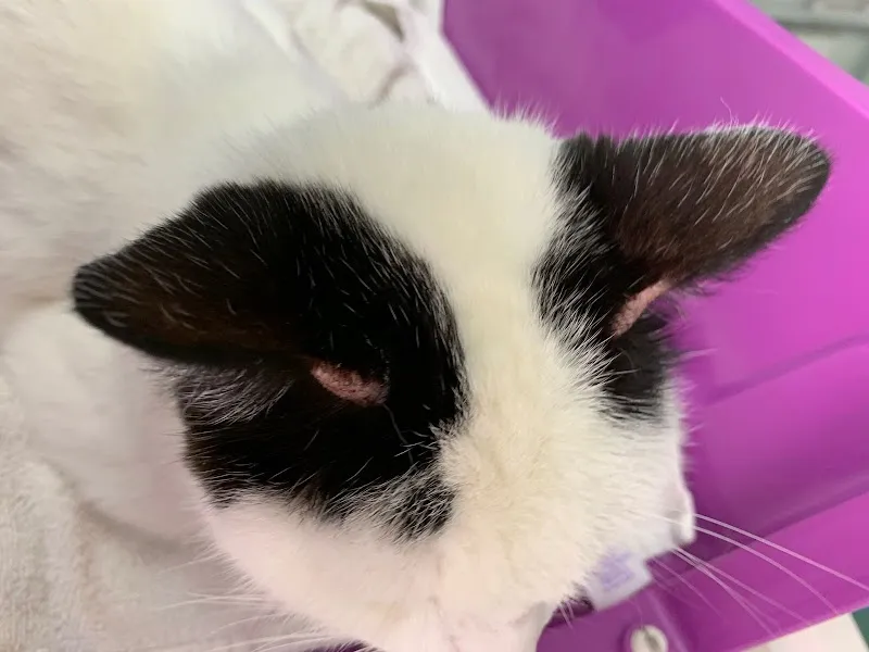 Kleintierpraxis Flohnäscht — Vétérinaire, Lausen, Bâle-Campagne. Foto 2