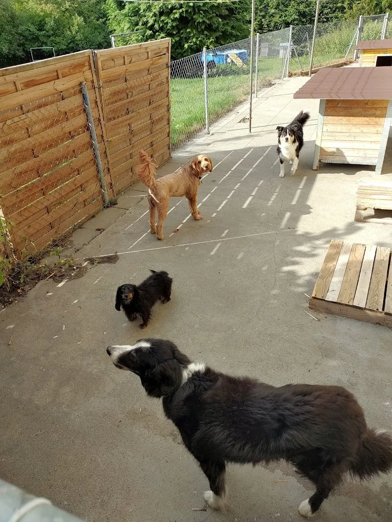 Gosteli Sonja — Katzenpension in Ostermundigen, Bern. Bewertung 4.8/5.