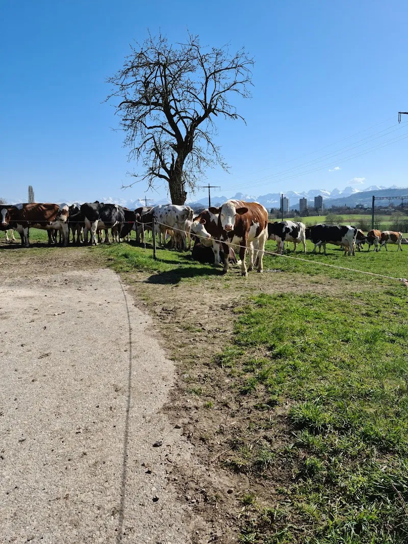 Gosteli Sonja — Pension pour chats, Ostermundigen, Berne. Foto 3