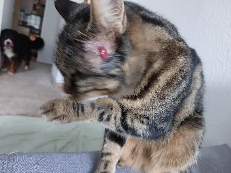 Kleintierpraxis Klaus — Tierarzt, Frenkendorf, Basel-Landschaft. Foto 2