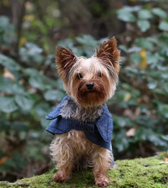 Kleintierpraxis med.vet. Stefan Hagen — Tierarzt, Reinach, Basel-Landschaft. Foto 3