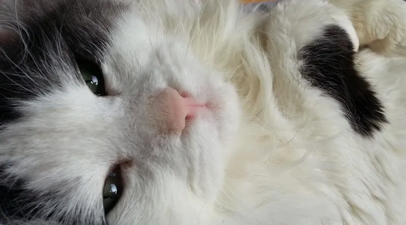 Mister Flausch's Tiergesundheits-Praxis - Komplementärmedizin und Fellpflege — Tierdienste in Münchenstein, Basel-Landschaft. Bewertung 5.0/5.