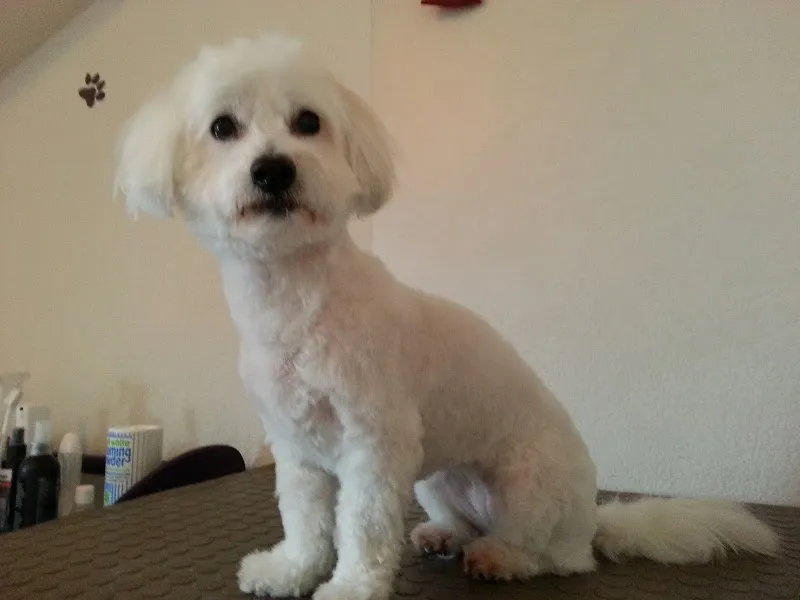 Mister Flausch's Tiergesundheits-Praxis - Komplementärmedizin und Fellpflege — Tierdienst, Münchenstein, Basel-Landschaft. Foto 2