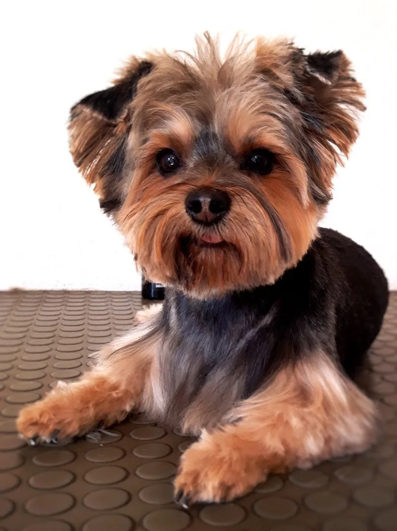 Mister Flausch's Tiergesundheits-Praxis - Komplementärmedizin und Fellpflege — Tierdienst, Münchenstein, Basel-Landschaft. Foto 3