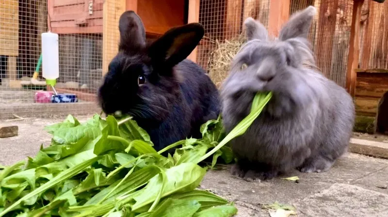 Mobile Tierheilpraxis Sven Schär — Tierarzt, Münchenstein, Basel-Landschaft. Foto 2