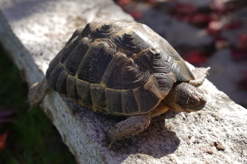 Mobile Tierheilpraxis Sven Schär — Tierarzt, Münchenstein, Basel-Landschaft. Foto 3