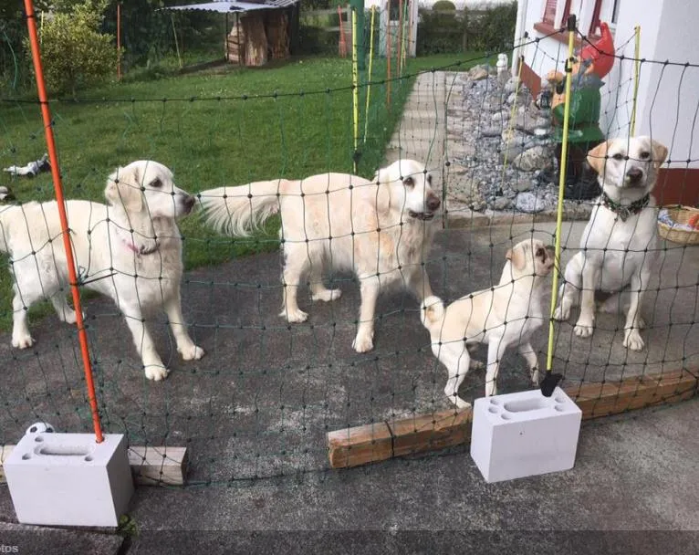 Haustierbetreuung mit Herz Bönigen Interlaken — Katzenpension in Bönigen, Bern. Bewertung 4.6/5.