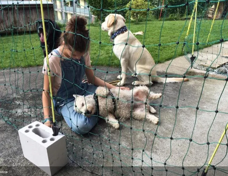 Haustierbetreuung mit Herz Bönigen Interlaken — Katzenpension, Bönigen, Bern. Foto 2