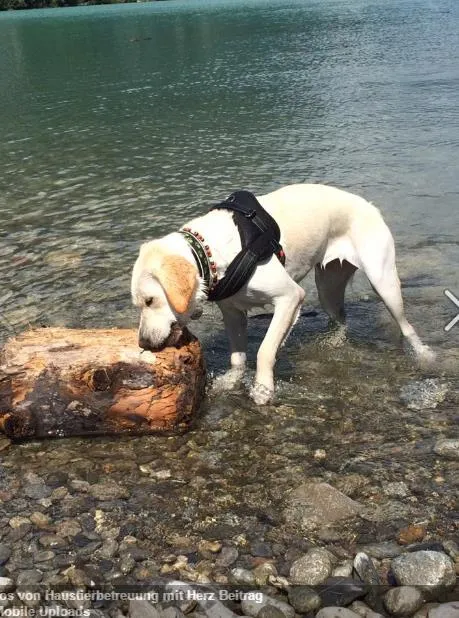 Haustierbetreuung mit Herz Bönigen Interlaken — Katzenpension, Bönigen, Bern. Foto 3