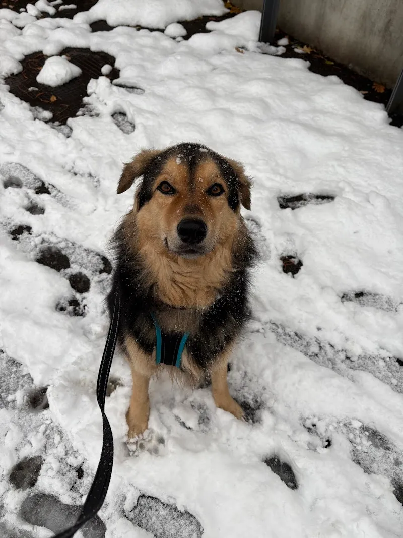 Salina Vetteam GmbH — Veterinarian, Rheinfelden, Aargau. Foto 3