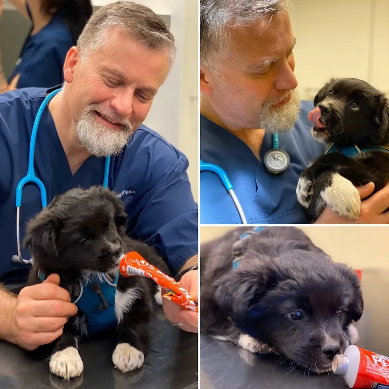 Tierarztpraxis Mahncke, Kleintiermedizin, Bioresonanztherapie für Tier und Mensch — Tierarzt in Giebenach, Basel-Landschaft. Bewertung 5.0/5.