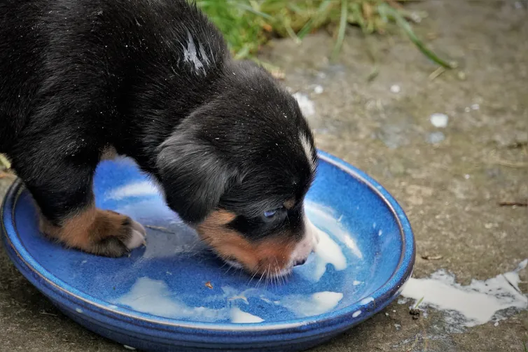 Tierarztpraxis Opher Berger AG — Tierarzt in Reinach, Aargau. Bewertung 4.6/5.